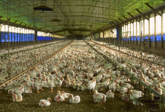Industrial chicken house — the open plan office analogy